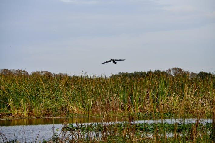 bird flying over headwaters of everglades on an orlando airboat ride