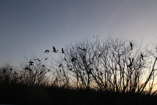 birds at sunset on lake cypress from orlando airboat
