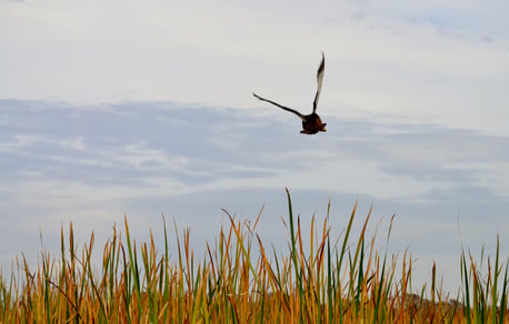 florida everglades