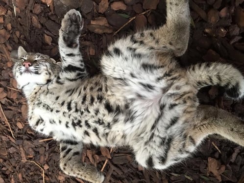 wild florida bobcats