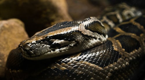 burmese python at Wild Florida