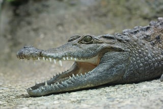 Crocodile