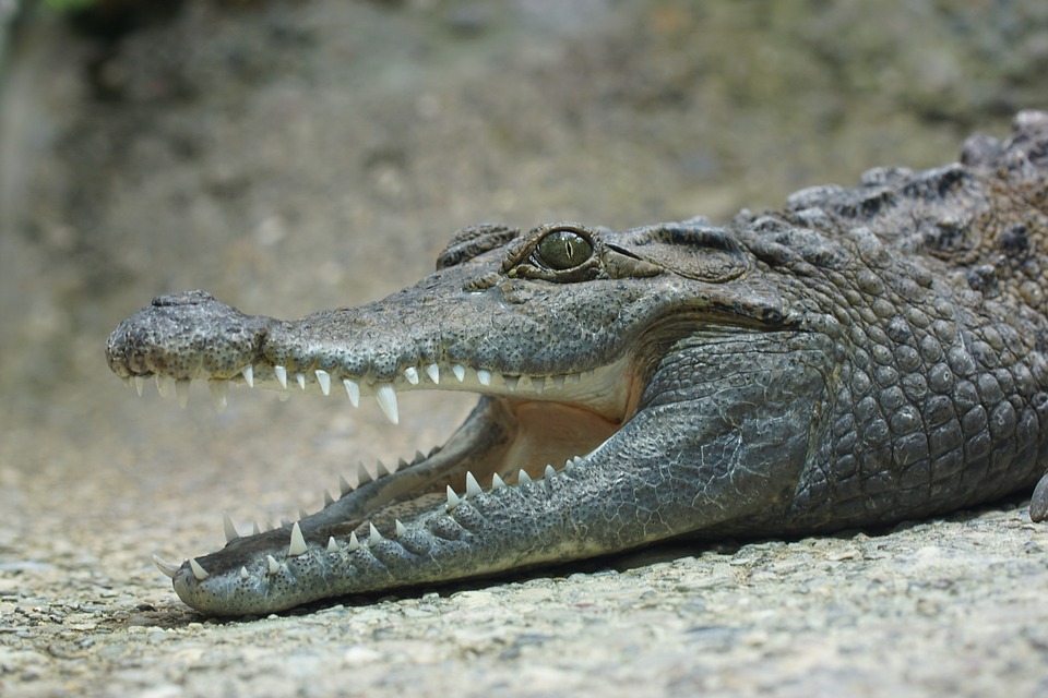 is alligator or crocodile more expensive