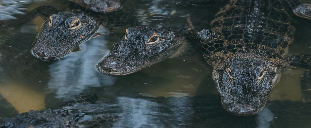 Three crocodiles partially submerged in murky water with their eyes and snouts above the surface. The group rests closely together, illustrating the species featured in how long do crocodiles live.