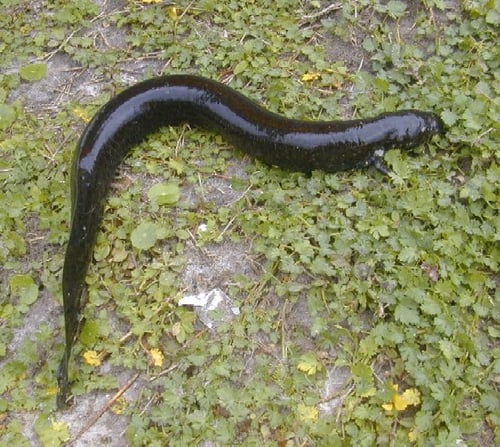 Everglades Dwarf Siren