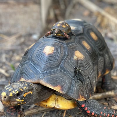 Baby red-footed tortoise riding on top of an adult tortoise at Wild Florida Adventure Park. 