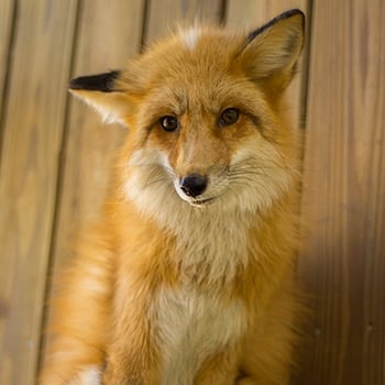 a fox here at wild florida