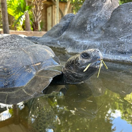 Galápagos tortoise eating grass while resting in shallow water at Wild Florida’s Gator Park.