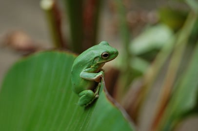 green_treefrog
