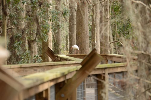 Hawk Swamp at Wild Florida