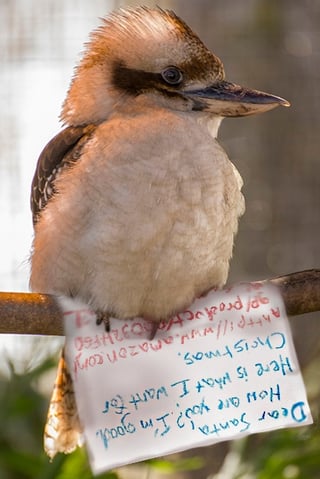 kookaburra Christmas list at Wild Florida