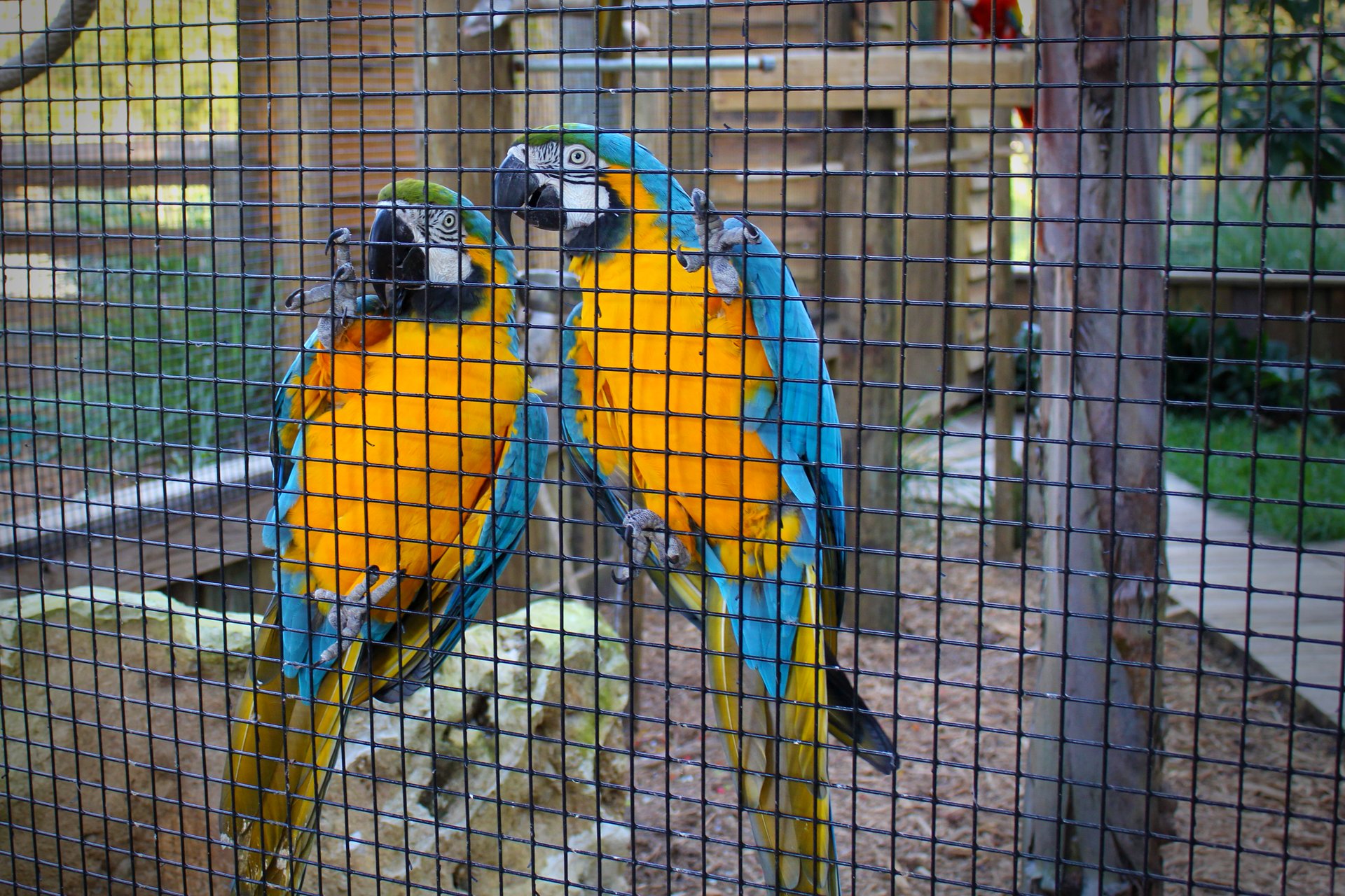 The feathery residents of Wild Florida&rsquo;s Macaw Aviary