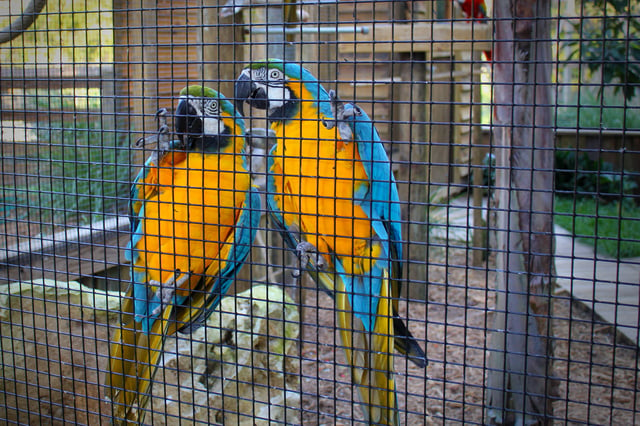 macaw aviary at Wild Florida's Wildlife Park