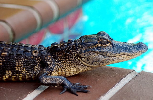 Gators in Florida