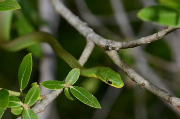 Rough green snake