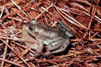 Pig frog