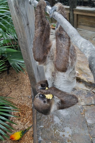 Sloth eating corn on the cob