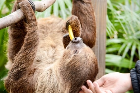 sloths at wild florida