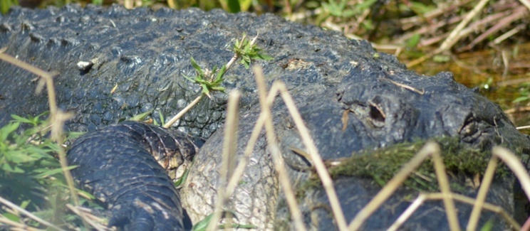 alligators in florida