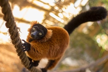 lemurs at Wild Florida