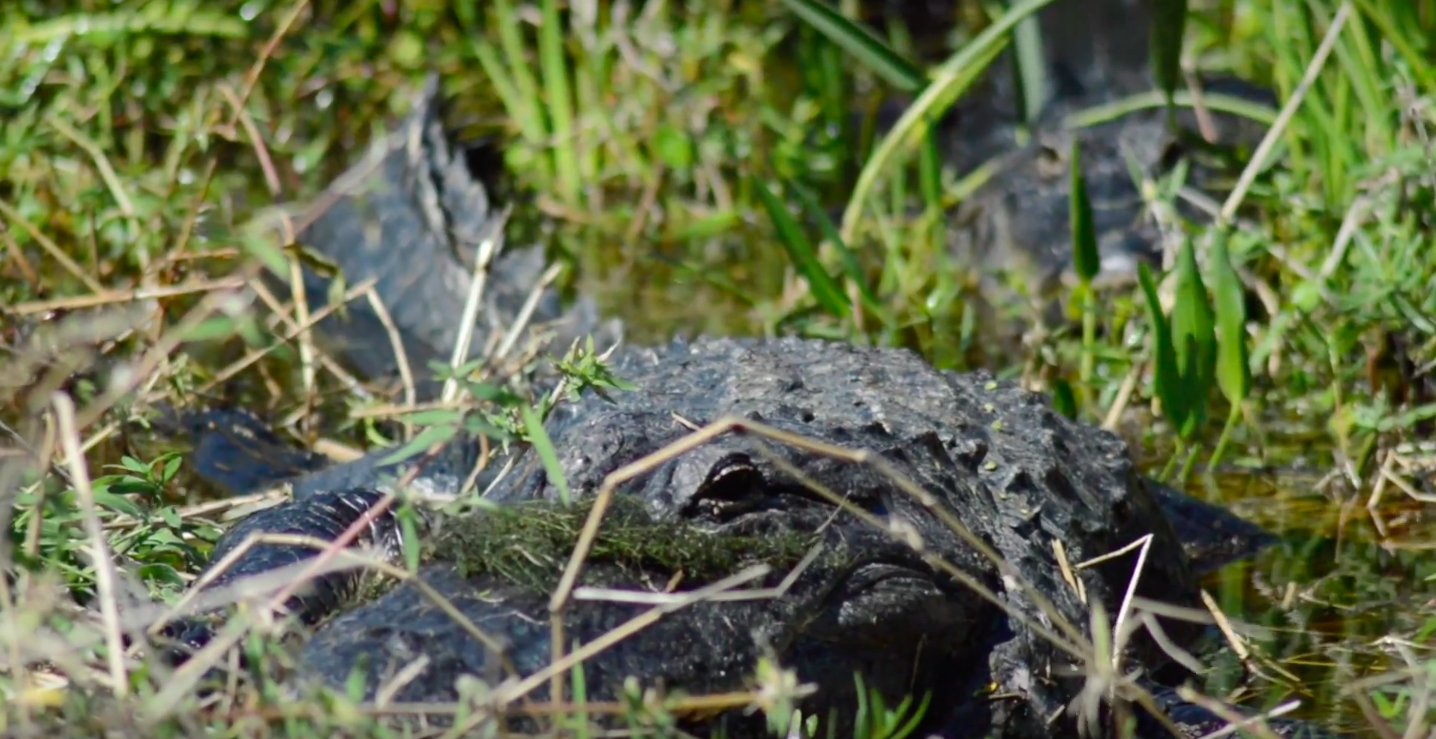 A close-up of an American alligator partially submerged in marsh water, camouflaged among grass and reeds, with only its textured snout and eye visible above the surface.