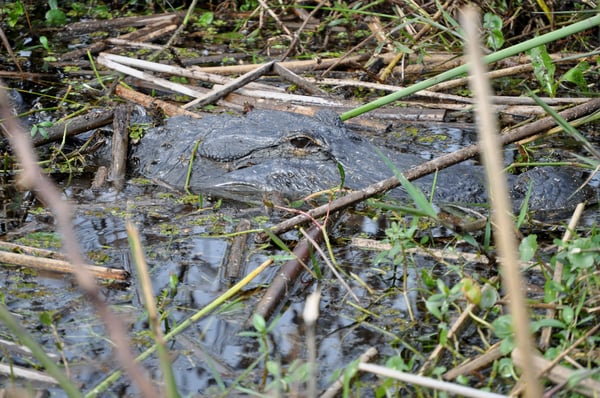 gator-spotting at Wild Florida