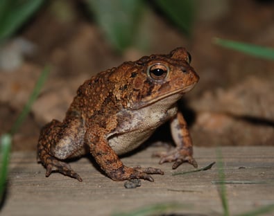 soutern_toad