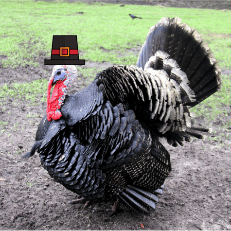 Osceola Turkey