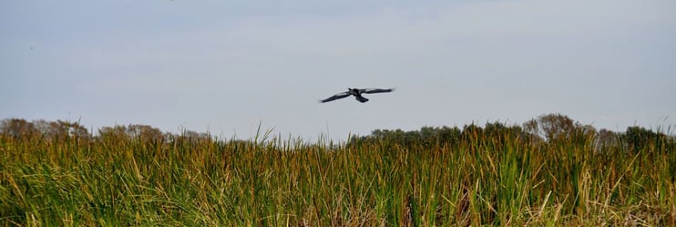 Orlando airboat ride