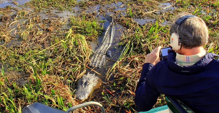 Florida-airboat-tour-alligator