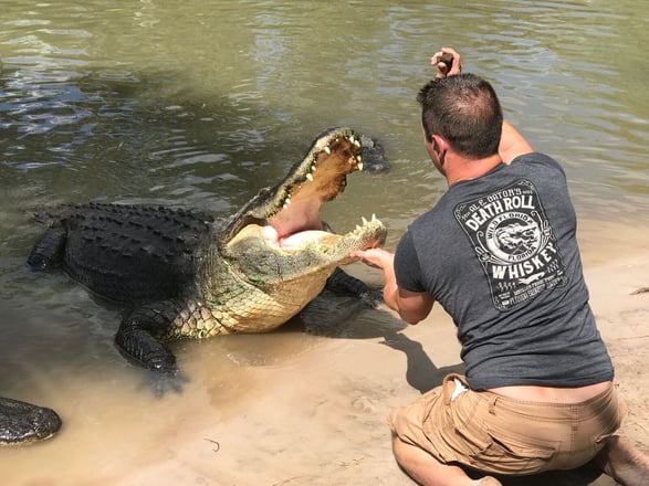 alligators_in_florida.jpg