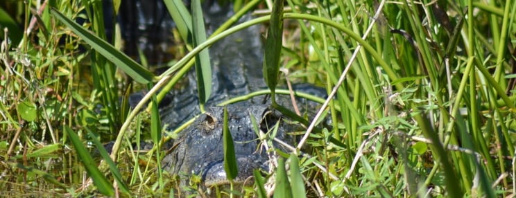 airboat-tour-in-Florida-alligator-in-weeds