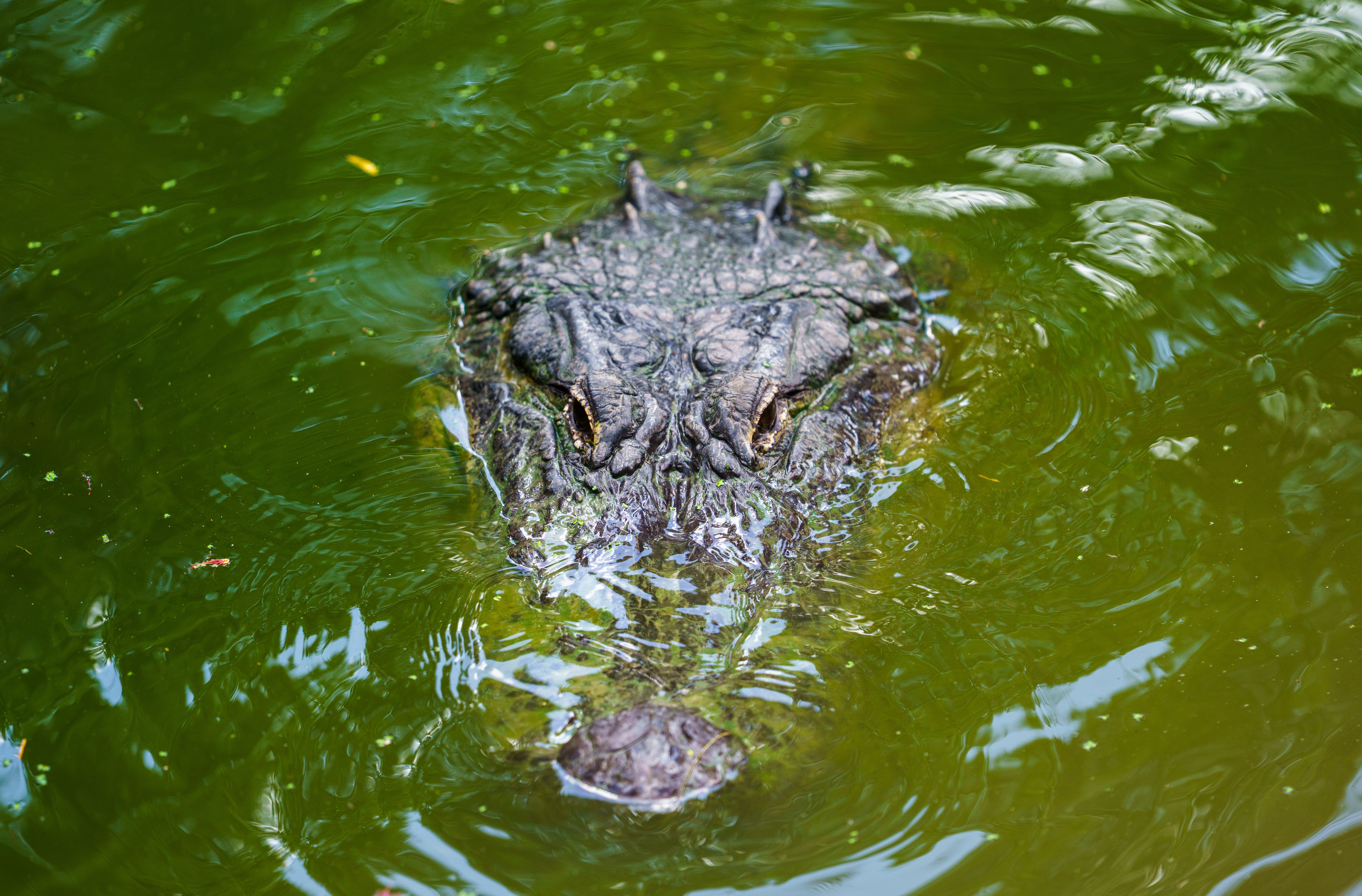 Front-facing view of an alligator gliding through green water with only its head visible, demonstrating its stealthy, independent hunting styleFront-facing view of an alligator gliding through green water with only its head visible, demonstrating its stealthy, independent hunting style