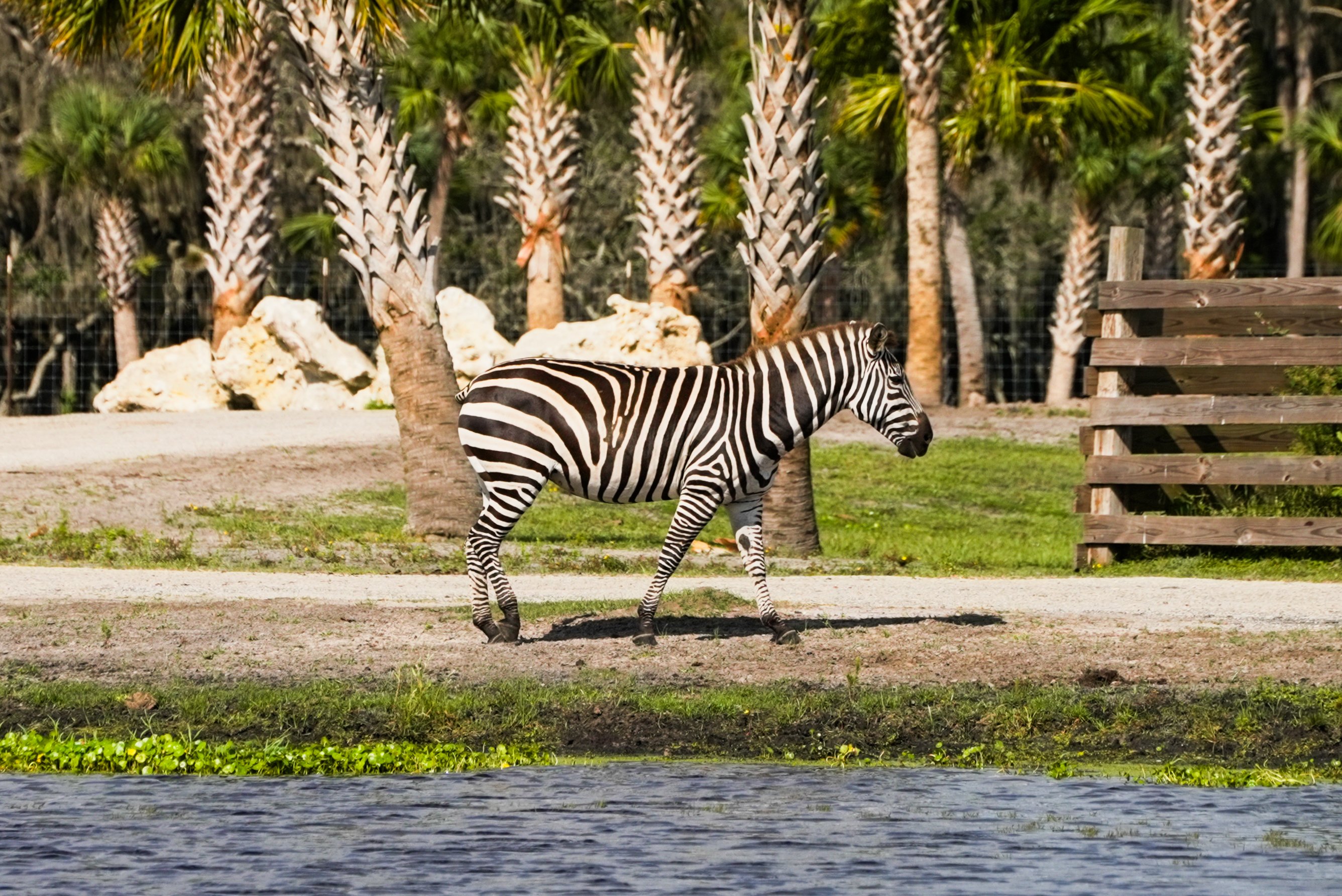 zebra-wild-florida-stripes