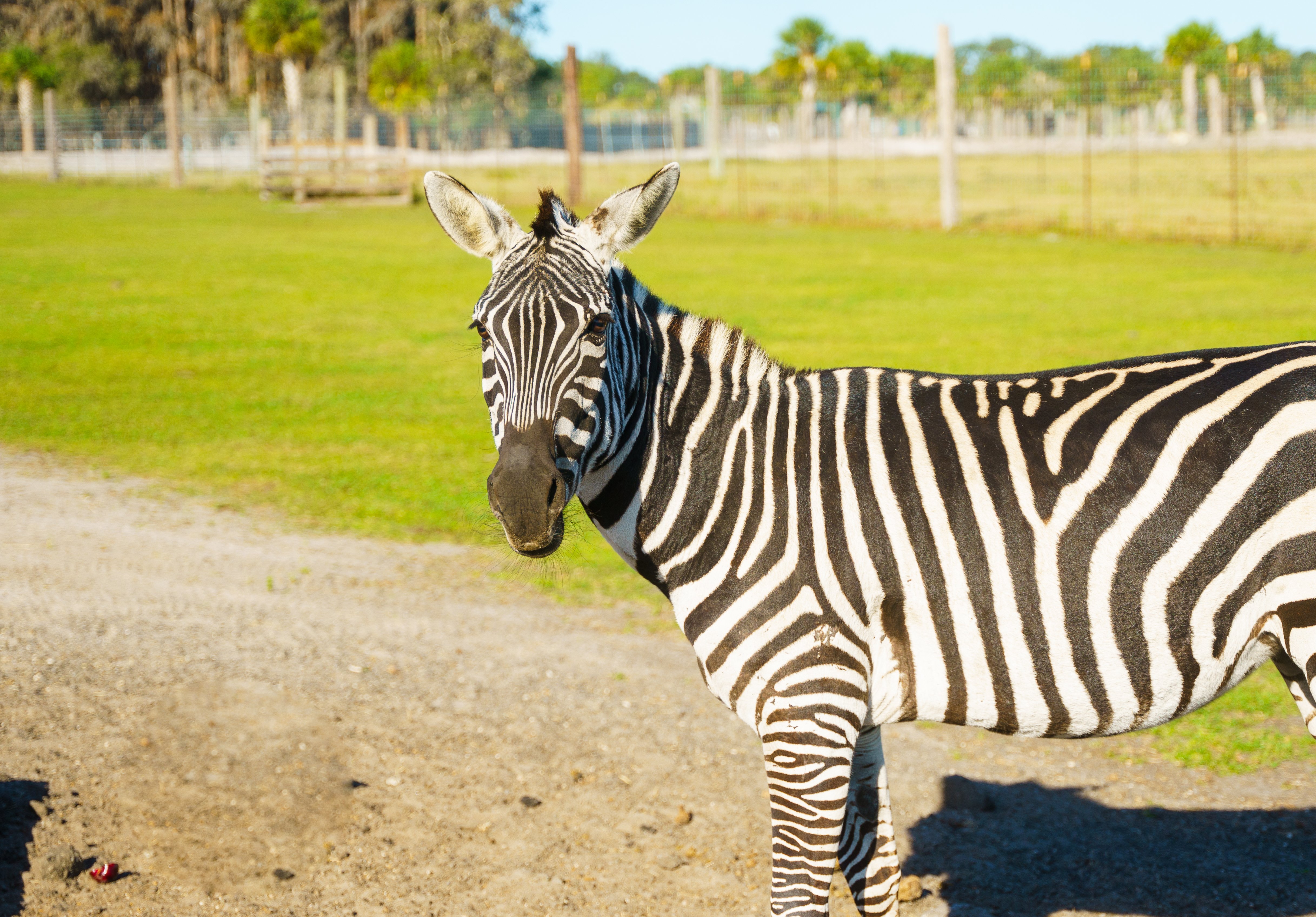 zebra-wild-florida