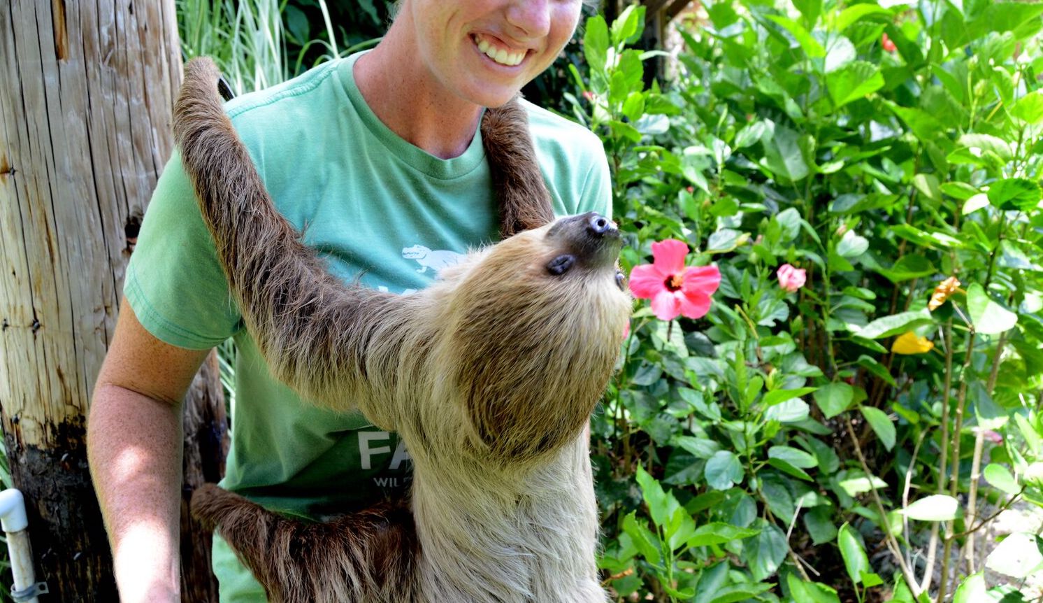 VIP Sloth Experience: Hugging a sloth for a cause