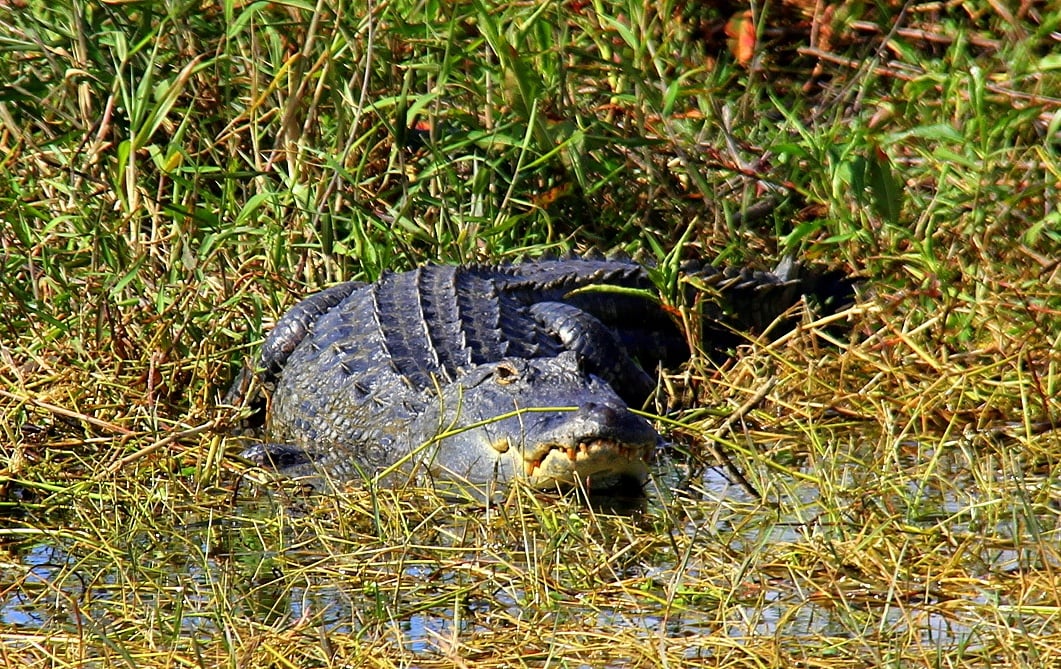 american alligators can be seen on your Everglades airboat tour