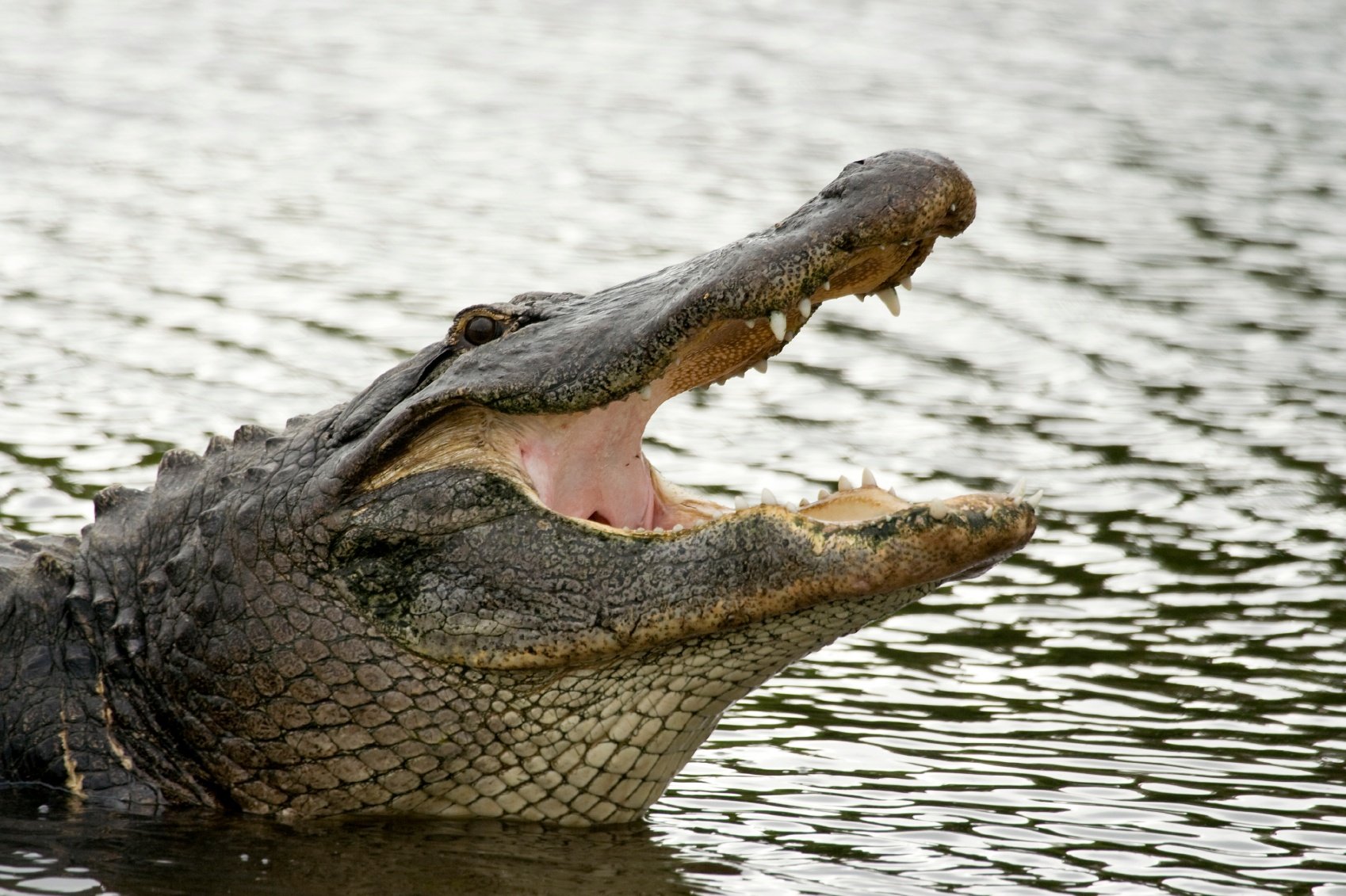 Here are 4 reasons why the American alligator is the king of the Everglades