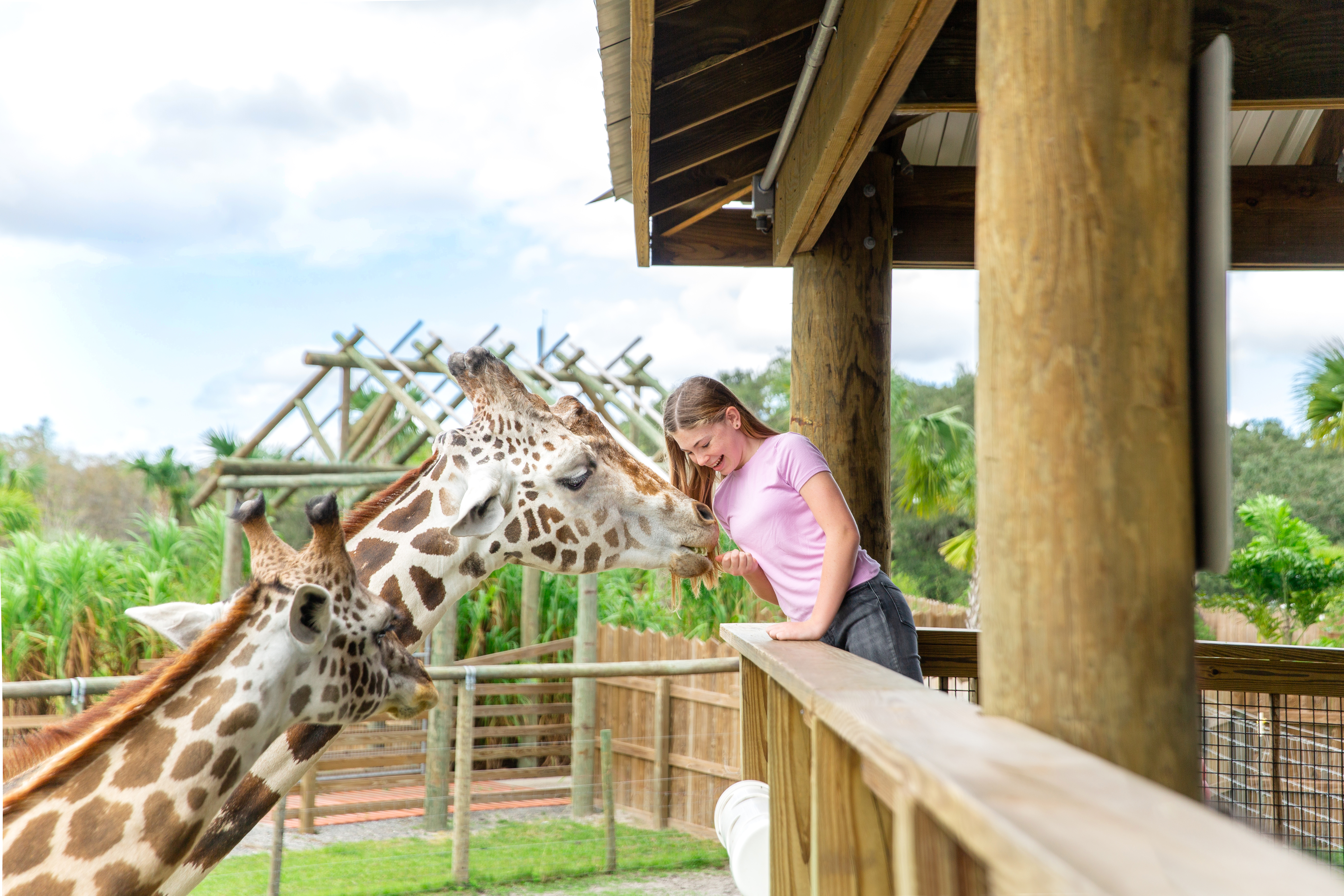 Girl is feeding Walter lettuce after donating new school supplies at Wild Florida.