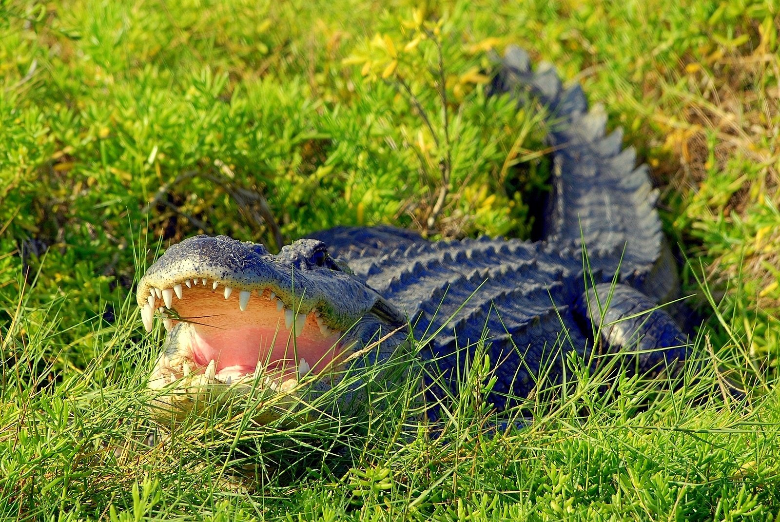 What in the world is a caiman, and how does it relate to an alligator or  crocodile?