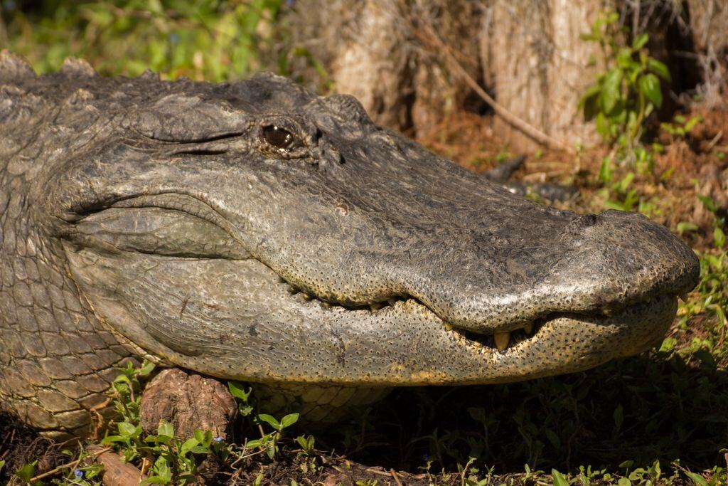 HOW LONG CAN ALLIGATORS HOLD THEIR BREATH?