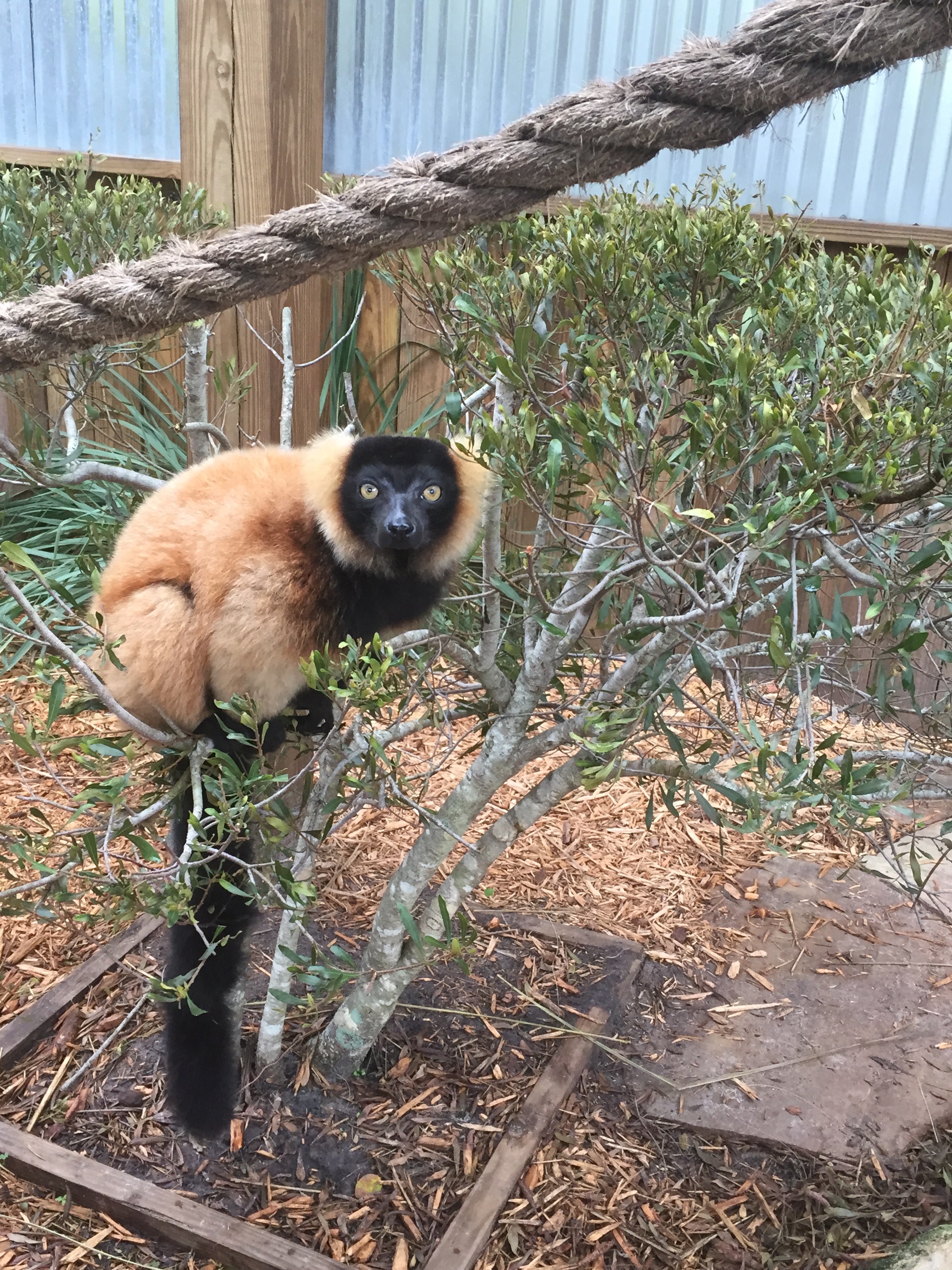 red-ruffed_lemur